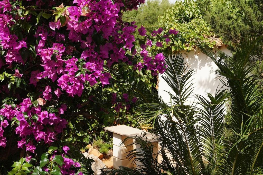 Villa Cala Mendia Holiday home *